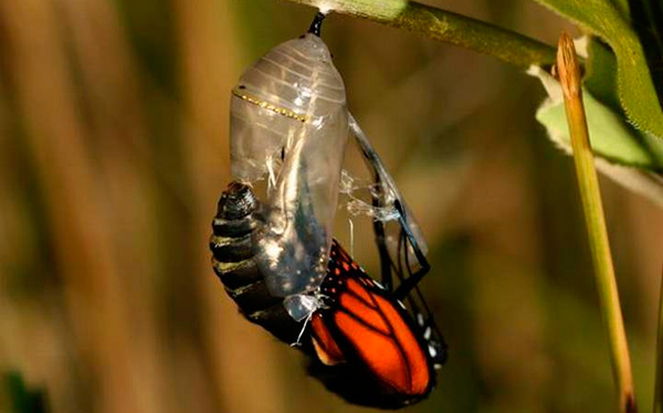 Mariposa