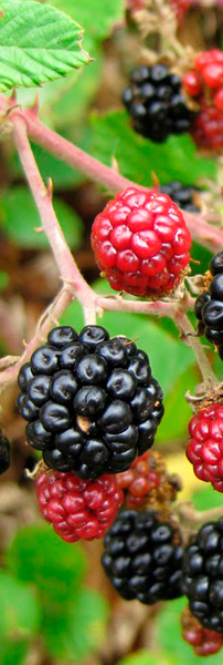 moras2