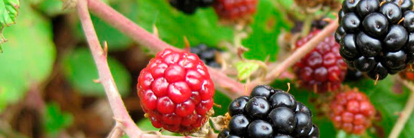 moras